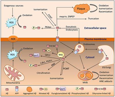 Amyloid β Modification: A Key to the Sporadic Alzheimer's Disease?